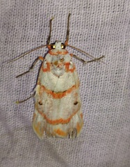 Cyana perornata