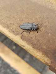Buprestis