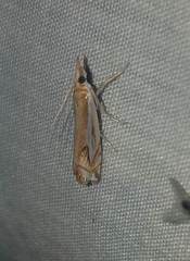 Crambus bidens
