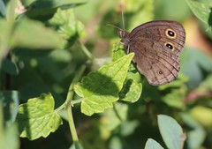 Cercyonis pegala paludum