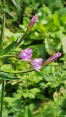 Epilobium alpestre