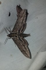 Sphinx canadensis