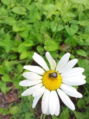 Trichiotinus assimilis