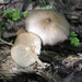 杯粉孢大金錢菇 - Photo 由 Nina Filippova 所上傳的 (c) Nina Filippova，保留部份權利CC BY