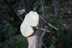 Melanoleuca strictipes