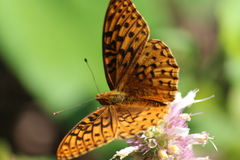 Speyeria hesperis