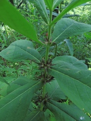 Triosteum aurantiacum