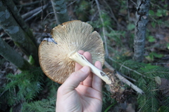 Melanoleuca strictipes