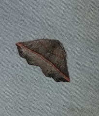 Metanema determinata