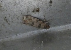 Parochmastis hilderi