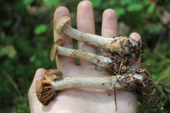 Cortinarius paragaudis