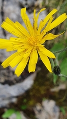 Hieracium bifidum