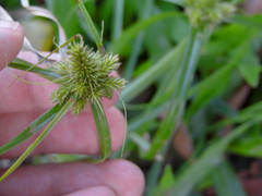 Cyperus aggregatus