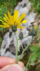 Hieracium bifidum