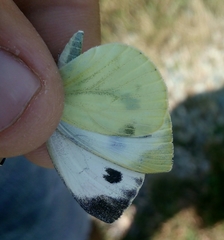 Pieris napi
