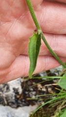Hieracium bifidum