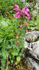 Pedicularis rostratocapitata