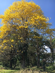 Handroanthus guayacan