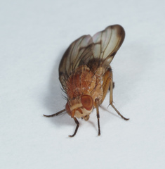 Minettia inusta
