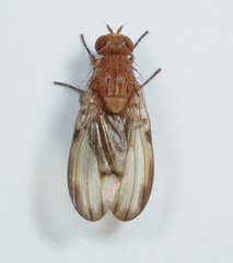 Minettia inusta