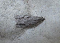 Eudonia bisinualis