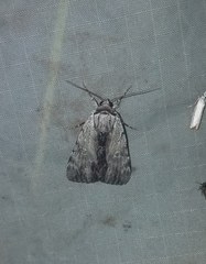 Catocala gracilis