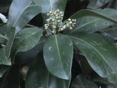 Ardisia revoluta