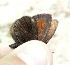 Erebia pluto