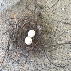 Streptopelia tranquebarica