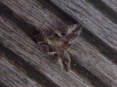 Autographa gamma