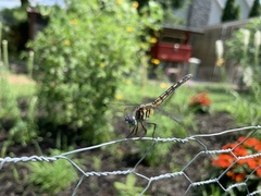 Pachydiplax longipennis