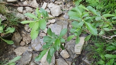 Salix appendiculata