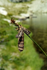 Pharmacis anselminae