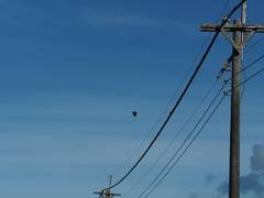 Streptopelia tranquebarica