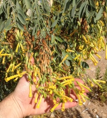 Nicotiana glauca