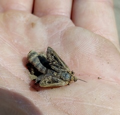 Pharmacis anselminae