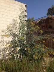 Nicotiana glauca
