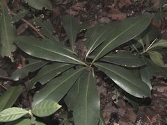 Ardisia revoluta