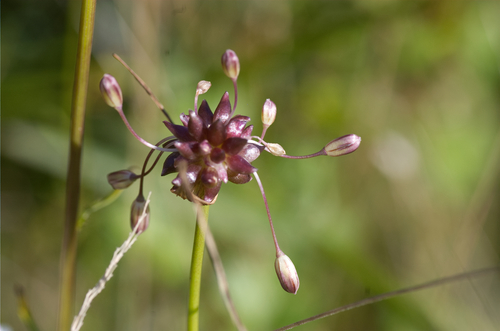 Laukinis česnakas nuotrauka