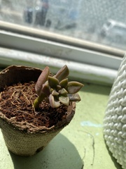 × Graptosedum