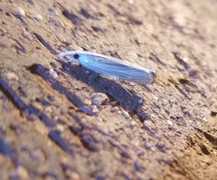 Parapediasia decorellus