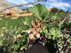 Ribes indecorum