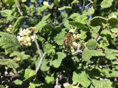 Ribes indecorum
