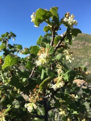 Ribes indecorum