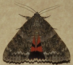 Catocala meskei