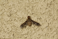 Poecilanthrax willistonii