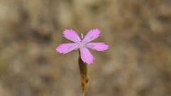 Dianthus bicolor