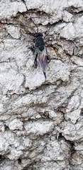 Astata unicolor