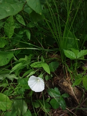 Calystegia spithamaea