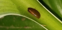 Serica atracapilla